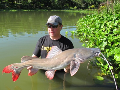 Asian Red Tail Catfish 10lb.