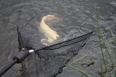 Britains Best Known Catfish comes to the net